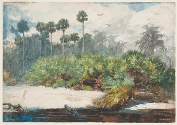 In a Florida Jungle